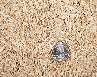 Animal bedding with a face-up quarter on top.
